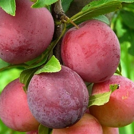 Алыча Несмеяна