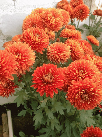 Хризантема корейская Мандарин