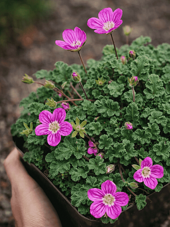 Аистник изменчивый Manescavii