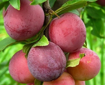 Алыча Несмеяна