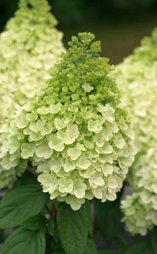 Гортензия метельчатая Мэджикал Килиманджаро