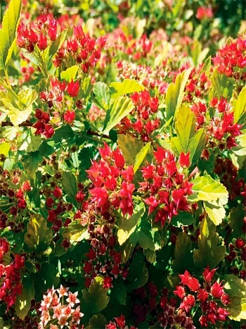 Пузыреплодник калинолистный Magical Raspberry Lemon