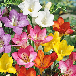 Фрезия гибридная Cмесь окрасок