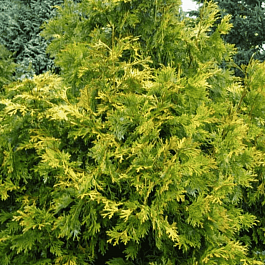 Туевик долотовидный Aurea