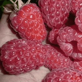 Малина обыкновенная Феномен