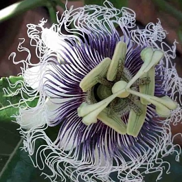 Маракуйя съедобная Frederick