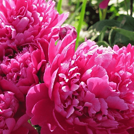 Пион Молочноцветковый Bouchela