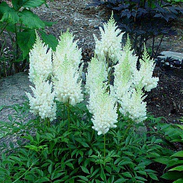 Астильба Арендса Вейс Глория