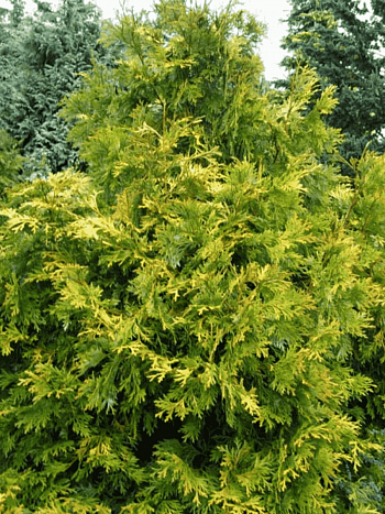 Туевик долотовидный Aurea