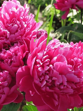 Пион Молочноцветковый Bouchela