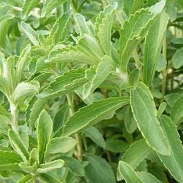 Стевия Импровед Компакт