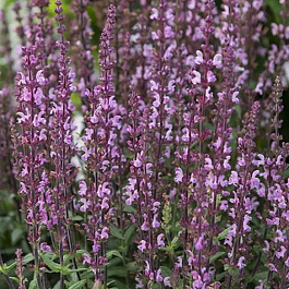 Сальвия дубравная (Шалфей) Мерло Роуз НАБОР 2ШТ (1+1)