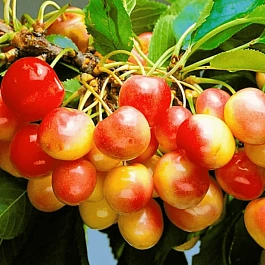 Черешня Красная горка