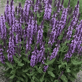 Шалфей лекарственный Original