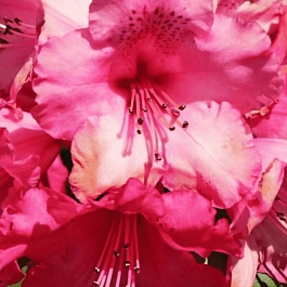 Рододендрон гибридный Andantino