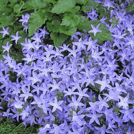 Колокольчик Портеншлага Hirsch Blue