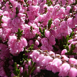 Вереск обыкновенный Дж. Х. Гамильтон Вереск обыкновенный Дж. Х. Гамильтон