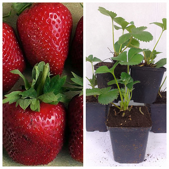 Земляника садовая Сибилла НАБОР 5ШТ