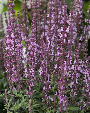 Сальвия дубравная (Шалфей) Мерло Роуз НАБОР 2ШТ (1+1)