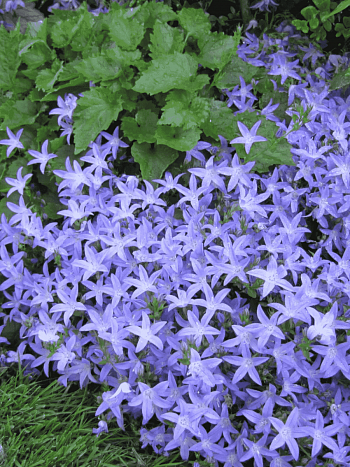 Колокольчик Портеншлага Hirsch Blue