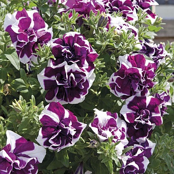 Петуния Tumbelina Damson Ripple