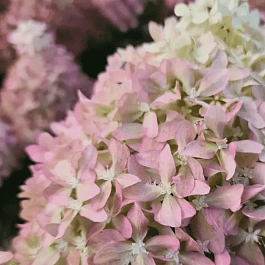 Гортензия метельчатая Pixio