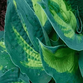 Хоста Dream Weaver