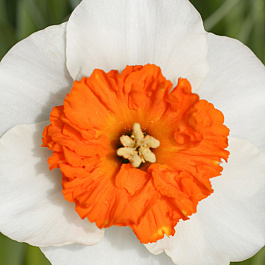 Нарцисс Крупнокорончатый Белла Виста Нарцисс Крупнокорончатый Белла Виста