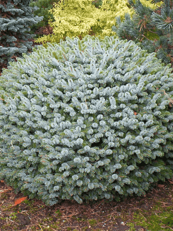 Ель ситхинская Tenas