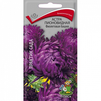 Астра пионовидная Фиолетовая башня Астра пионовидная Фиолетовая башня