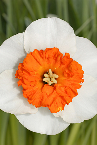 Нарцисс Крупнокорончатый Белла Виста Нарцисс Крупнокорончатый Белла Виста