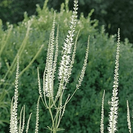 Вероникаструм виргинский Diana