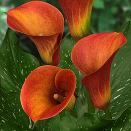 Калла Кэптин Сафари