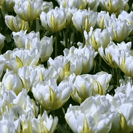 Тюльпан Махровый Up White