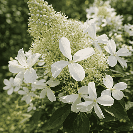 Гортензия метельчатая White Lady