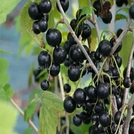 Смородина черная Петербурженка