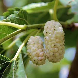 Шелковица Альба Шелковица Альба