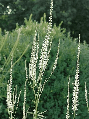 Вероникаструм виргинский Diana