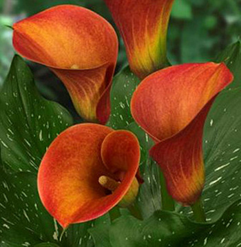 Калла Кэптин Сафари