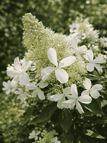 Гортензия метельчатая White Lady