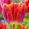 Тюльпан бахромчатый Miami Sunset