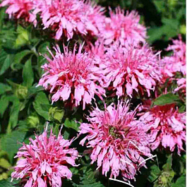 Монарда двойчатая Balmy Pink