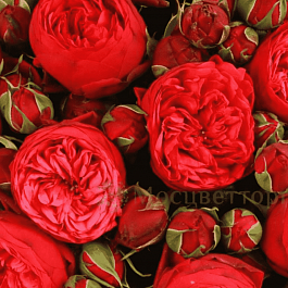 Роза кустовая Piano