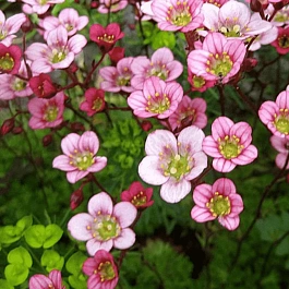 Камнеломка Арендса Carpet Pink