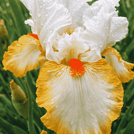 Ирис германский Halloween Halo