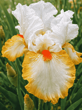 Ирис германский Halloween Halo