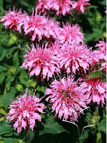 Монарда двойчатая Balmy Pink