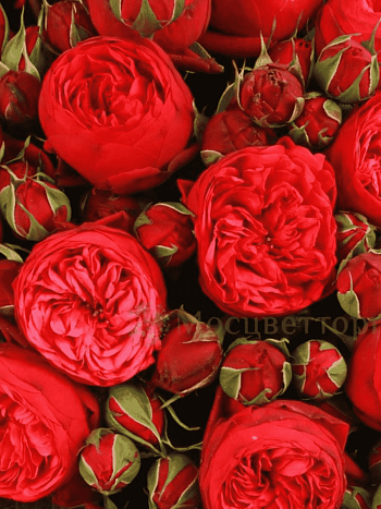 Роза кустовая Piano