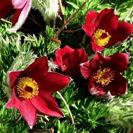 Прострел обыкновенный Bells Red