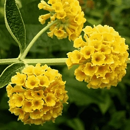 Буддлея красно-желтая Sungold